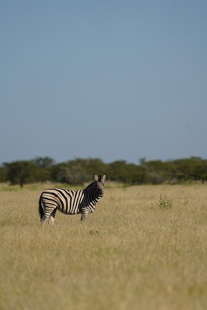 zebra, plains zebra, african zebra, etosha, etosha national park, namibia, africa, african wildlife, wild animal, savannah, grassland, nature, wilderness, free living, natural habitat, safari, national park, animal photography, nature photography, wildlife photography, african safari, landscape, animals, trees